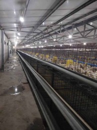 盐城养鸡合作社3000平养殖大棚